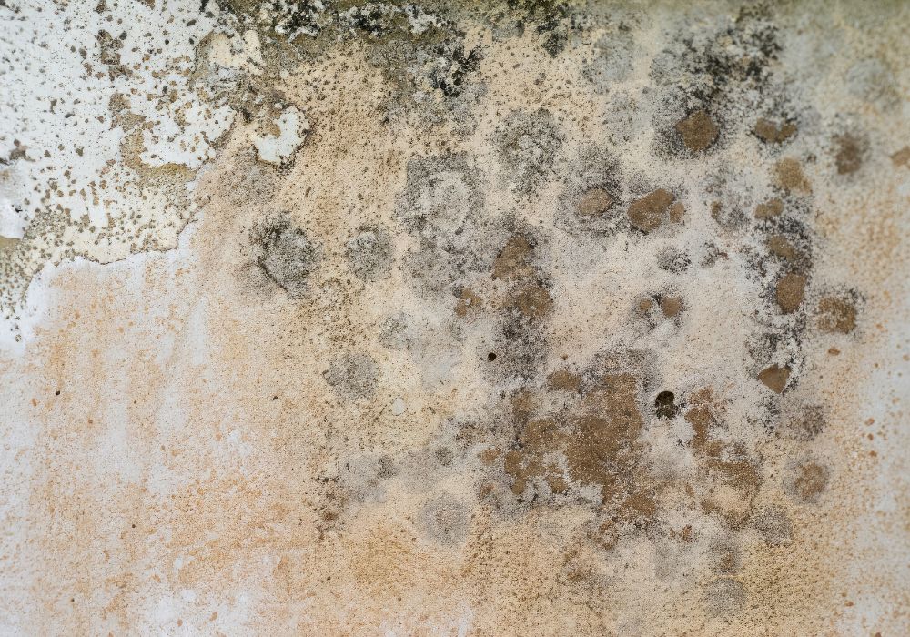 mold growth stained plaster wall - warren restoration services