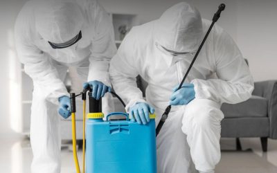 What Is the Most Effective Way to Do Mold Removal and Remediation