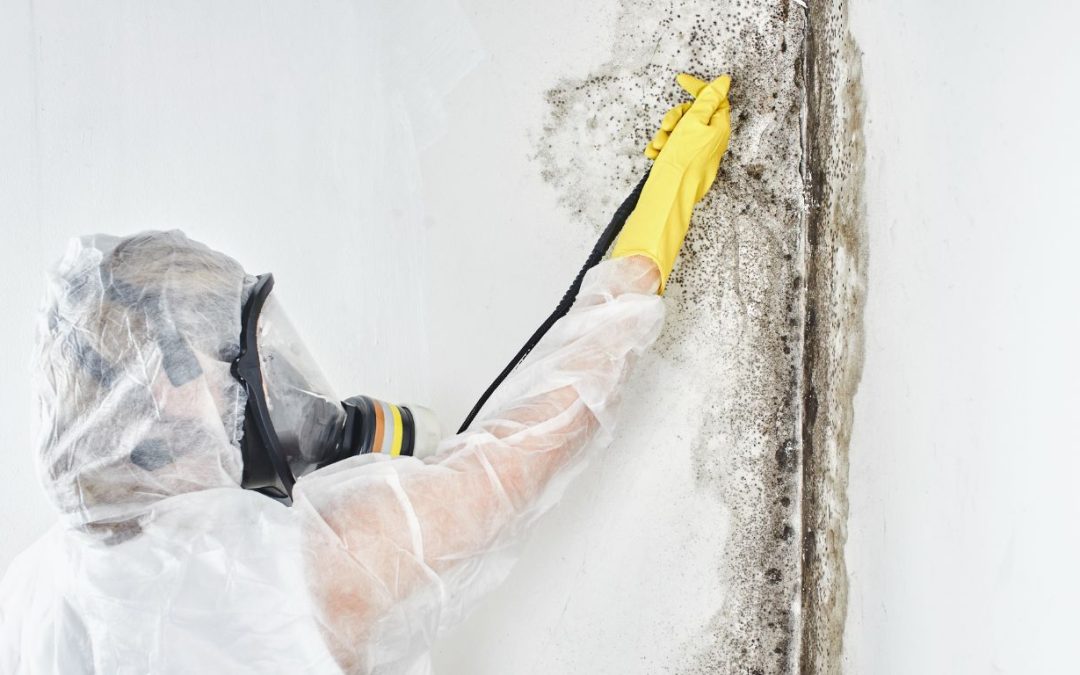 From Musty to Mighty Clean With Expert Mold Removal Services