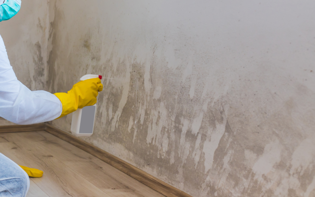 What to Expect from a Mold Inspection in Detroit