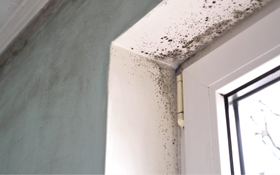 Hidden Benefits of Mold Removal And Remediation Services in Warren