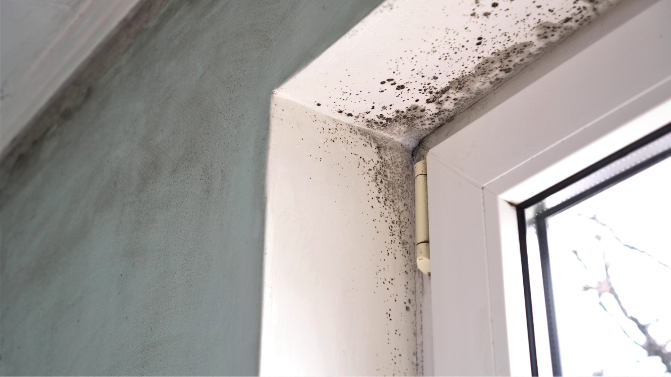 Hidden Benefits of Mold Removal and Remediation in Warren mold remval and remediation in warren